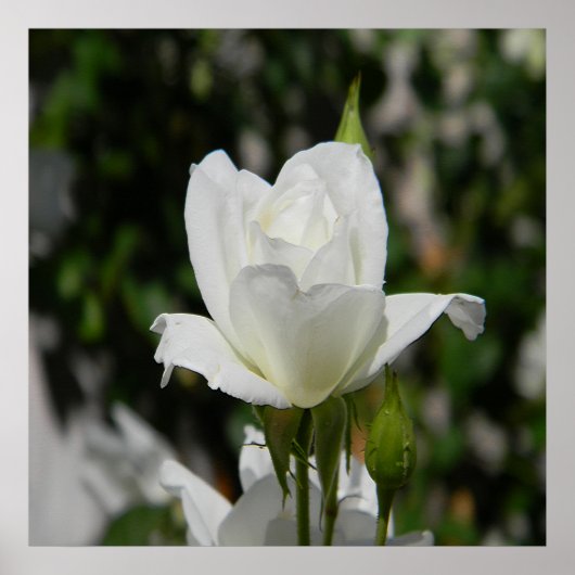 Also rein... poster (Vorne)