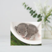 Also, Sleepy Baby Mice Postkarte (Stehend Vorderseite)