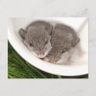 Also, Sleepy Baby Mice Postkarte