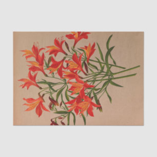 Alstroemeria Aurantiaca von Arentina Arendsen Seidenpapier