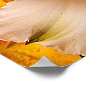 Alstroemeria Blume Plakat/Print Poster (Ecke)