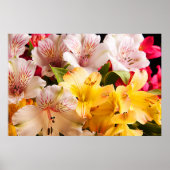 Alstroemeria Blume Plakat/Print Poster (Vorne)