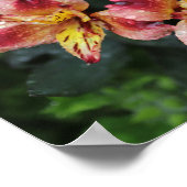Alstroemeria-Blume Poster (Ecke)
