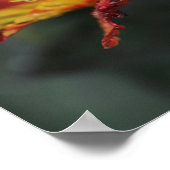 Alstroemeria-Blume Poster (Ecke)