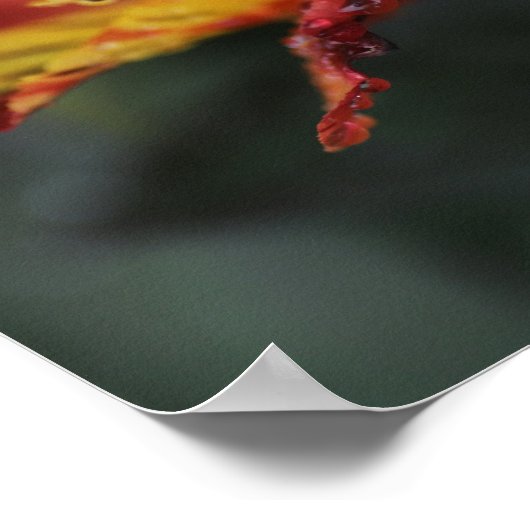 Alstroemeria-Blume Poster (Ecke)