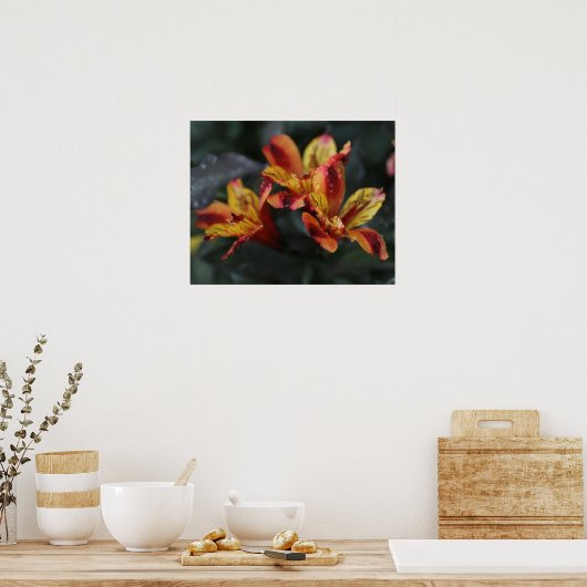 Alstroemeria-Blume Poster (Küche)