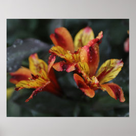 Alstroemeria-Blume Poster