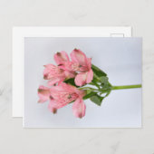 Alstroemeria-Blume Postkarte (Vorne/Hinten)