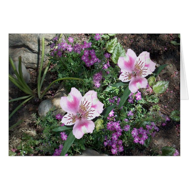 Alstroemeria-Blumen (Vorderseite (Horizontal))