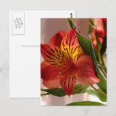 Alstroemeria Herbst Postkarte (Vorne/Hinten)