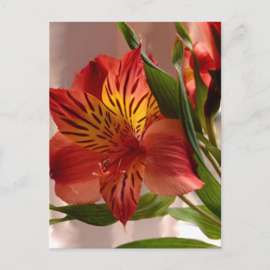 Alstroemeria Herbst Postkarte (Vorderseite)