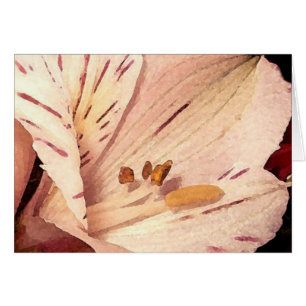 Alstroemeria in Blüte