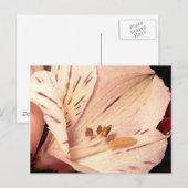 Alstroemeria in Blüte Postkarte (Vorne/Hinten)