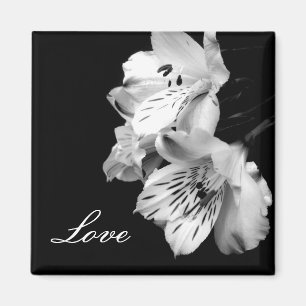 Alstroemeria-Lilien-Liebe-Magnet Magnet