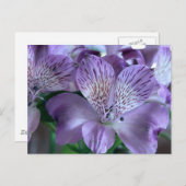 Alstroemeria Lily Postkarte (Vorne/Hinten)