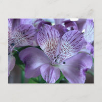 Alstroemeria Lily