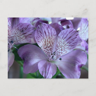 Alstroemeria Lily Postkarte