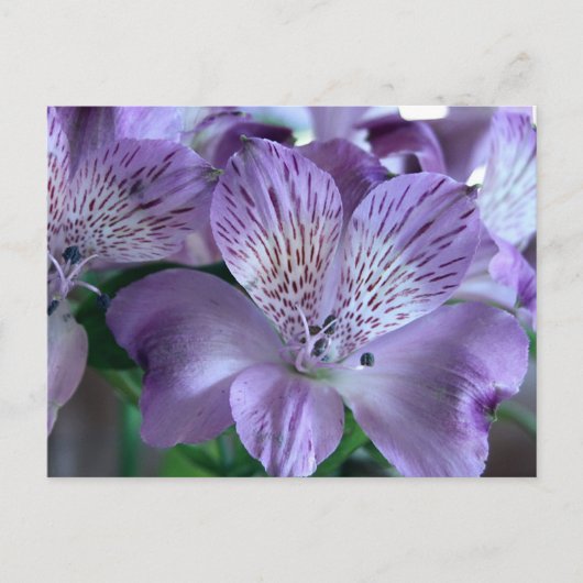 Alstroemeria Lily Postkarte (Vorderseite)
