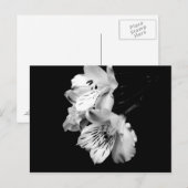 Alstroemeria Locarno Postkarte (Vorne/Hinten)