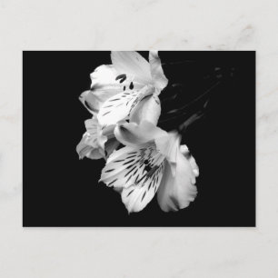 Alstroemeria Locarno Postkarte
