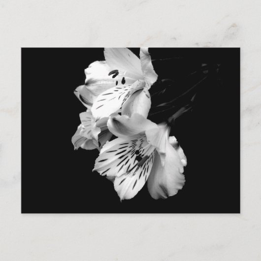 Alstroemeria Locarno Postkarte (Vorderseite)