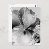 Alstroemeria Peruanische Lily Blume Schwarz & Weiß Postkarte (Vorne/Hinten)