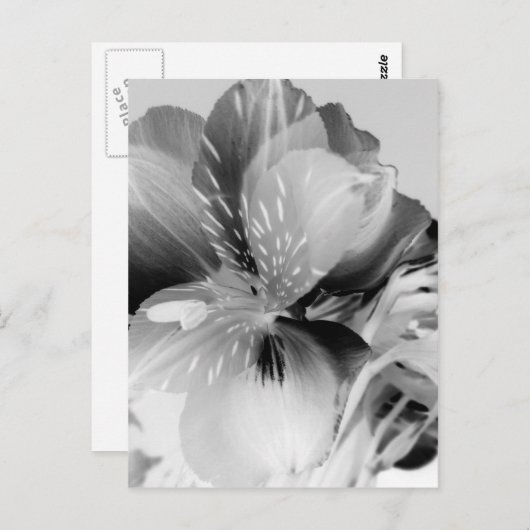 Alstroemeria Peruanische Lily Blume Schwarz & Weiß Postkarte (Vorne/Hinten)
