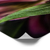 Alstroemeria Peruvian Lily Blume Poster drucken (Ecke)