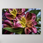 Alstroemeria Peruvian Lily Blume Poster drucken (Vorne)