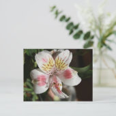 Alstroemeria Postkarte Weiß/rosa (Stehend Vorderseite)