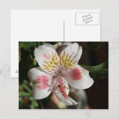 Alstroemeria Postkarte Weiß/rosa (Vorne/Hinten)