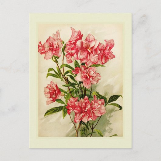 Alstroemerie Postkarte (Vorderseite)