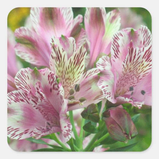 Alstromeria Peruvian Lilies Sticker (Vorderseite)
