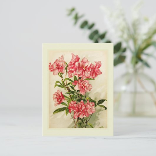 Alstromeria Postkarte (Stehend Vorderseite)