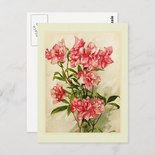Alstromeria Postkarte (Vorne/Hinten)