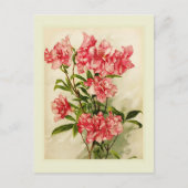 Alstromeria Postkarte (Vorderseite)