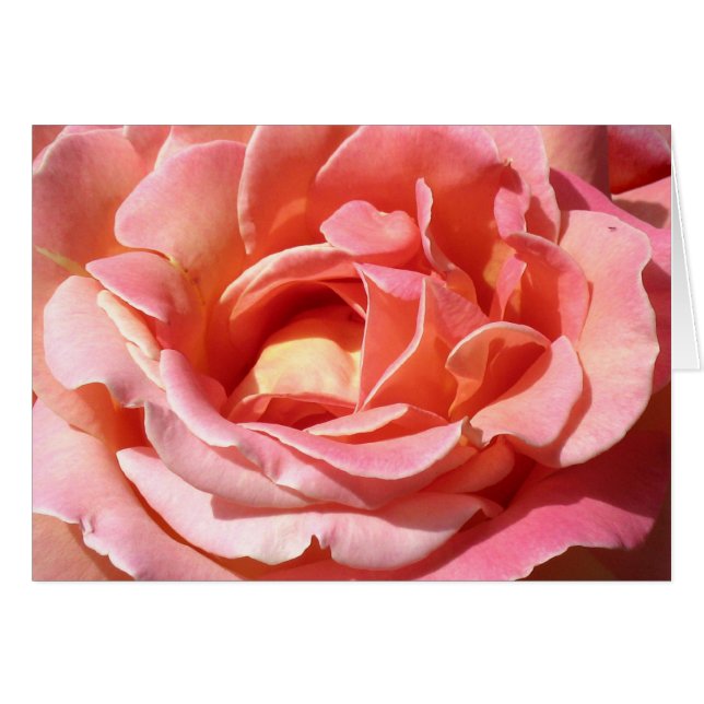 Alt modische Kletterwochen-Rose (Vorderseite (Horizontal))