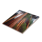 Alt wachsende Sequoia-Redwood-Bäume Fliese (Seite)