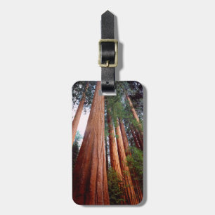 Alt wachsende Sequoia-Redwood-Bäume Gepäckanhänger