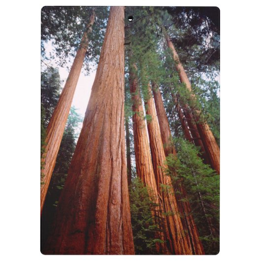 Alt wachsende Sequoia-Redwood-Bäume Klemmbrett (Rückseite)