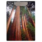 Alt wachsende Sequoia-Redwood-Bäume Klemmbrett (Vorderseite)
