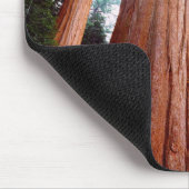 Alt wachsende Sequoia-Redwood-Bäume Mousepad (Ecke)