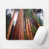 Alt wachsende Sequoia-Redwood-Bäume Mousepad (Mit Mouse)