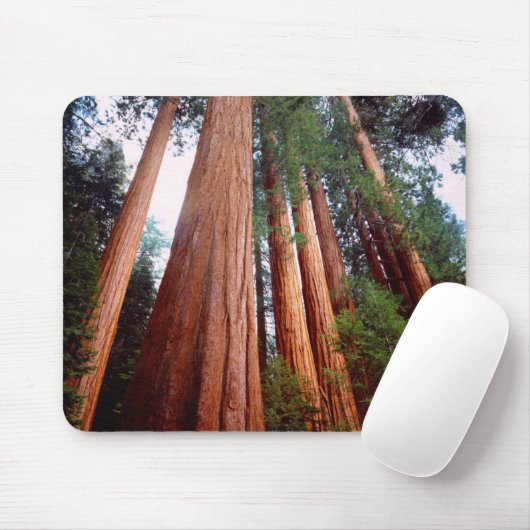Alt wachsende Sequoia-Redwood-Bäume Mousepad (Mit Mouse)