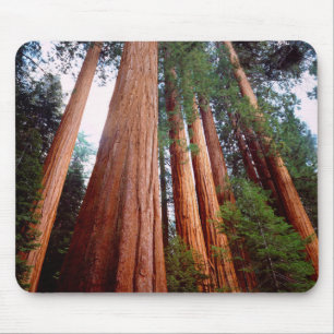 Alt wachsende Sequoia-Redwood-Bäume Mousepad