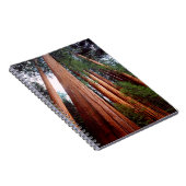 Alt wachsende Sequoia-Redwood-Bäume Notizblock (Rechte Seite)