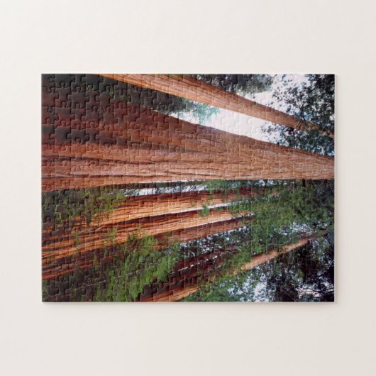 Alt wachsende Sequoia-Redwood-Bäume Puzzle (Horizontal)