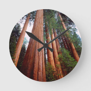 Alt wachsende Sequoia-Redwood-Bäume Runde Wanduhr