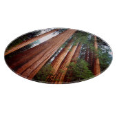 Alt wachsende Sequoia-Redwood-Bäume Schneidebrett (Ecke)