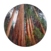 Alt wachsende Sequoia-Redwood-Bäume Schneidebrett (Vorderseite)